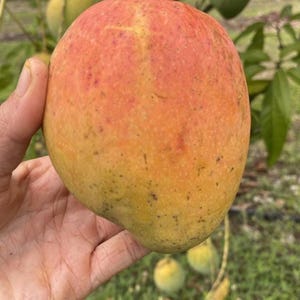 Giselle Mango TREE GRAFTED (2-4 Feet Tall). Ship to all states