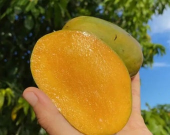 Julie Dwarf (Juliette) mango tree GRAFTED 2-4 Ft Tall.Ship To all states