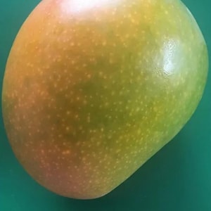 Florigon Mango TREE GRAFTED (2-4 Feet Tall). Ship to all states
