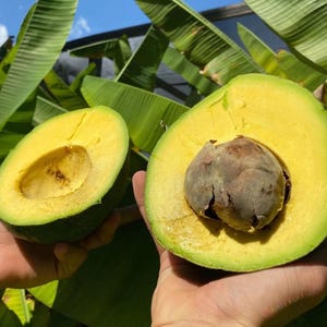 Marcus pumpkin Avocado Tree Live Avocado Tree GRAFTED 2-4 ft tall. We ship to all states