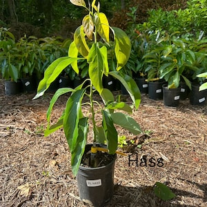 Hass Avocado Tree Live Avocado Tree GRAFTED 2-4 ft tall. We ship to CA&PR
