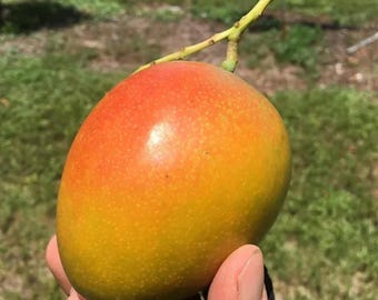 Honey kiss MANGO TREE GRAFTED (2-4 Feet Tall). Ship to all states