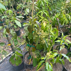 Blooming Hass Avocado Tree Live Avocado Tree GRAFTED 2-4 ft tall. We ship to CA&PR