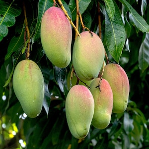 Valencia pride MANGO TREE GRAFTED (2-4 Feet Tall)
