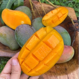 East Indian Mango TREE GRAFTED (2-4 Feet Tall). Ship to all states