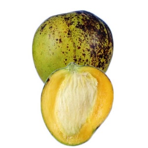 Ice Cream Dwarf Mango Grafted Tree 2-4 Ft Tall. Ship To CA&PR