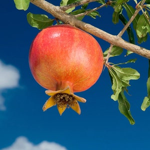 Pomegranate wonderful Grafted Tree 3ft Tall. Ship To CA&PR. Real Photos