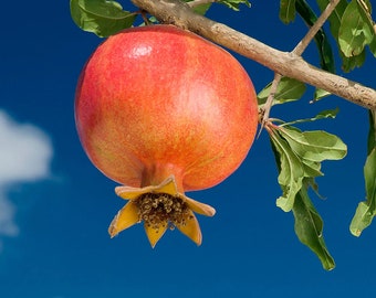 Pomegranate wonderful Grafted Tree 3ft Tall. Ship To CA&PR. Real Photos