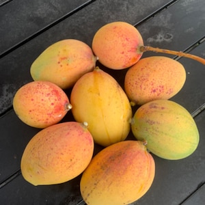 Pickering dwarf MANGO TREE GRAFTED (2-4 Feet Tall). Ship to all states