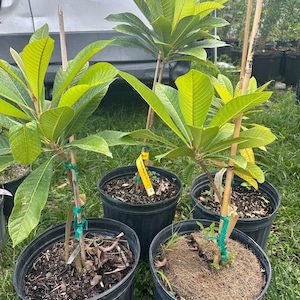 Mamey Sapote MAGNA Grafted Tree 2-4ft. We Ship To all states