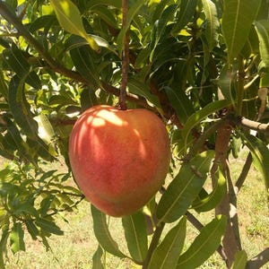 All summer or Marlys Mango TREE GRAFTED (2-4 Feet Tall). Ship to all states