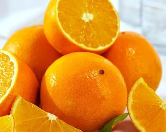 Valencia orange tree (grafted) 2-4 Feet Tall.