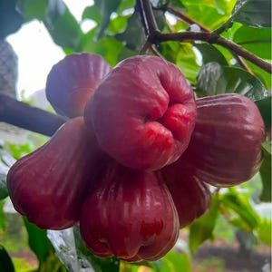 Red wax apple grafted tree. Ships in 3 gallons pot to all states
