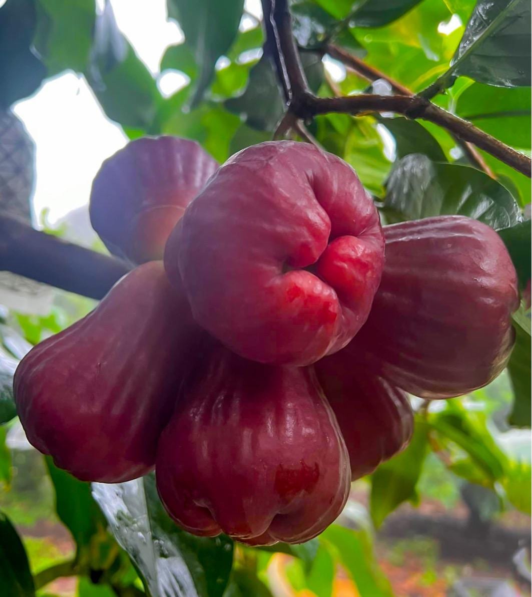 Red wax apple grafted tree. Ships in 3 gallons pot to all states