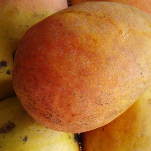 Edward Mango TREE GRAFTED (2-4 Feet Tall). Ship to all states