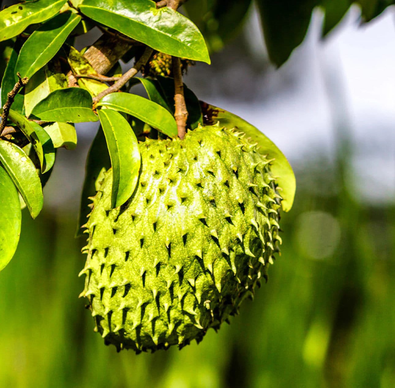 Soursop 'Guanabana' TREE air layered (2-4 Feet Tall)