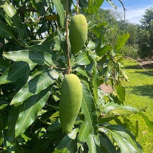 Ban kun sri Mango TREE GRAFTED (2-4 Feet Tall). Ship to all states