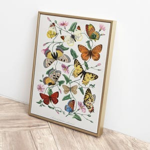 Vintage Butterfly Botanical Wall Art Printable – Colorful Antique Insect and Flower Illustration – Natural History Digital Print
