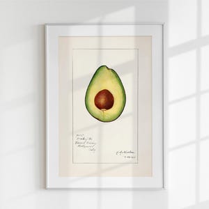 Vintage Avocado Wall Art Print – Retro Botanical Fruit Illustration, 1917 Avocado Poster, Farmhouse Kitchen Decor, Vintage Kitchen Art Print