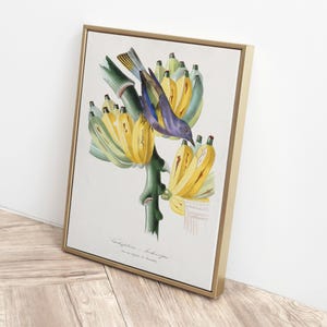 Vintage Banana Botanical Wall Art Printable – Antique Tropical Bird and Fruit Illustration – Digital Natural History Banana Print