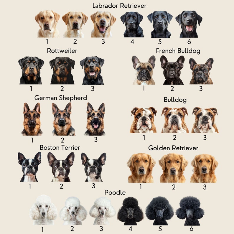 May include: A chart with images of different dog breeds, including Labrador Retriever, Rottweiler, German Shepherd, French Bulldog, Bulldog, Boston Terrier, Golden Retriever, and Poodle. Each breed has three different images, numbered 1, 2, and 3.