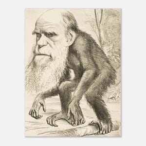 Op de afbeelding: Een zwart-witte inktillustratie van een primaat met het hoofd van een bebaarde man. De figuur heeft een lange, vloeiende witte baard, een kaal hoofd en een lichaam bedekt met donkere vacht, zittend in een gehurkte houding op een tak.