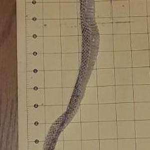 Peut inclure: Une mue de serpent translucide avec un motif d'écailles détaillé et répétitif, disposée verticalement sur un tapis de découpe jaune marqué d'une grille et de chiffres, montrant la peau s'étendant d'environ 2 cm à 60 cm de longueur.