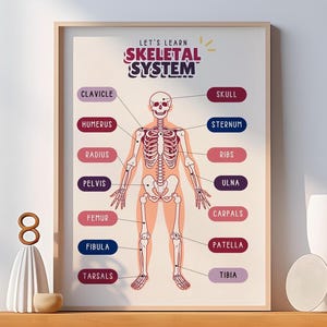 Human Skeletal System, Educational Poster for Kids, Health Education Wall Art, Wall Hanging for Classroom, Science Poster, Digital Download