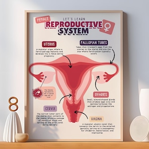 May include: A colourful illustration of the female reproductive system. The illustration shows the uterus, fallopian tubes, ovaries, cervix, and vagina. The text "Let's Learn Reproductive System" is at the top of the illustration.