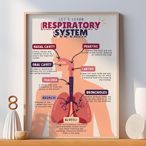 Atmungssystem Druck - Menschliches Körpersystem Poster - Anatomie Wandkunst - Lernkits für Kinder - Wandbehang für das Klassenzimmer -Digitaldruck