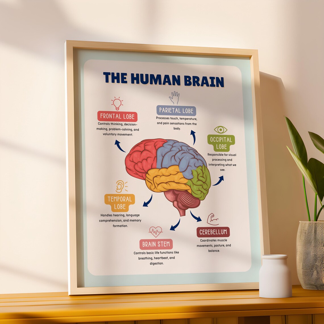 The Human Brain Poster - Anatomy of Brain Print - Modern Educative Wall ...