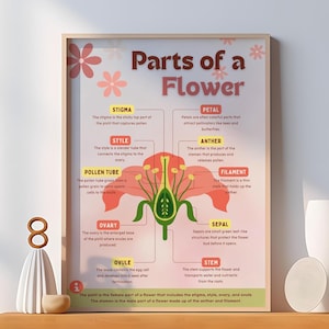 Parts of a Flower Poster - Colorful Informative Elementary Poster - Biology Print - Flower Pink Science Classroom Wall Art -Digital Download