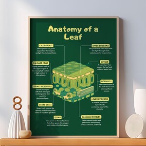 Póster de la anatomía de una hoja - Impresión de la estructura de la planta - Decoración verde de estilo ilustrativo - Póster educativo colorido e informativo sobre las partes de una hoja