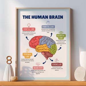 Puede incluir: Un póster educativo enmarcado titulado "EL CEREBRO HUMANO" con una colorida ilustración de los diferentes lóbulos del cerebro. El póster incluye etiquetas para los lóbulos frontal, parietal, occipital, temporal y cerebelo, junto con el tronco encefálico.