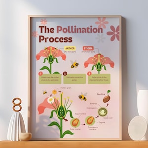 Póster del proceso de polinización - Impresión del diagrama de polinización de flores - Arte mural ilustrativo rosa - Decoración para aulas de ciencias - Impresión digital