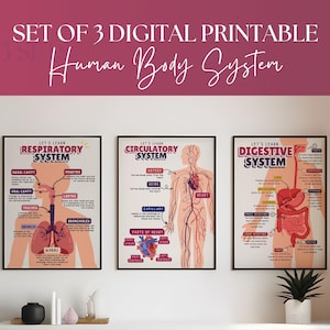 May include: A set of three framed digital printable posters depicting the human body systems: respiratory, circulatory, and digestive. Each poster includes detailed anatomical diagrams with labels. The posters are displayed on a white wall.