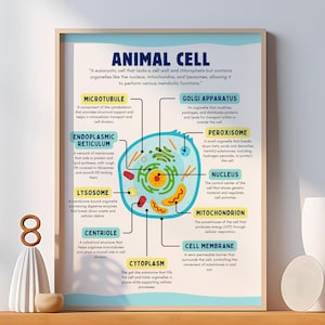 Animal Cell Structure Poster - Biology Educational Print - Science Classroom Wall Art - Homeschool Decor - High School - Digital Download