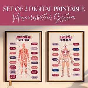 Set of 2 Musculoskeletal System Print - Education Poster for Kids - Homeschooling Education Wall Art -  Anatomy Wall Art - Digital Print