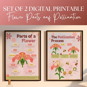 Juego de 2 pósteres sobre las partes de las flores y la polinización - Arte mural ilustrativo rosa - Impresión para la educación en casa - Decoración para el aula de ciencias - Impresión digital