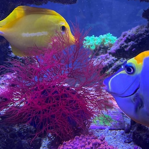 3inch+ Red Ogo Gracilaria Macro Algae Home Grown Saltwater Reef Refugium