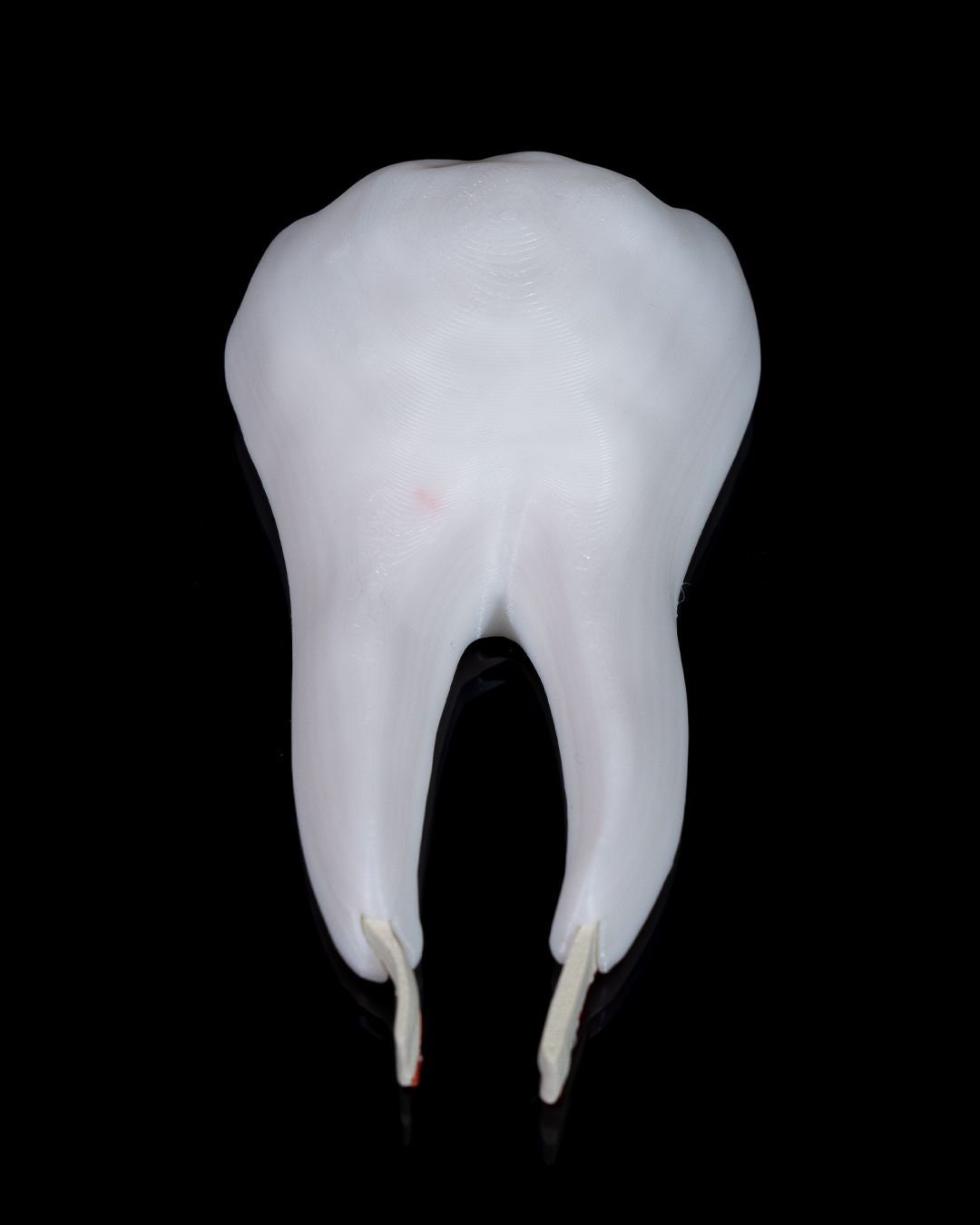Healthy Premolar Tooth 3D Printed Dental Replica - Etsy