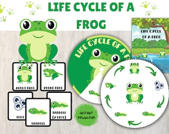 Frog Life Cycle Activity. Frog Life Cycle Mini Study. Frog Flashcards. Frog Life Cycle Printable