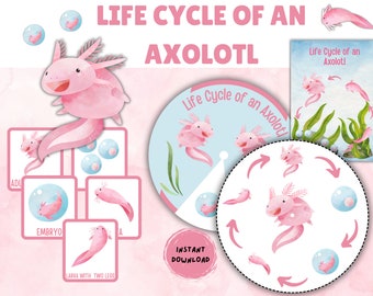 Axolotl Life Cycle Activity. Axolotl Life Cycle Mini Study. Axolotl Flashcards. Axolotl Life Cycle Printable,