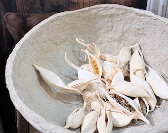 Dried Milk Weed Pods Bowl Fillers Bag of 16