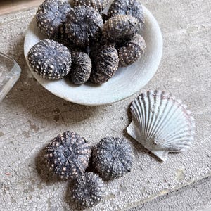 May include: A collection of dark brown sea urchin tests, with several clustered inside a small, light-colored, shallow bowl and three placed outside next to a single, fan-shaped, off-white scallop shell with visible ridges and a textured surface.