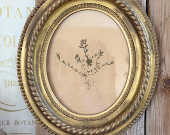 1928 Herbarium Framed in 19th Century Gilded Gesso and Wood Frame