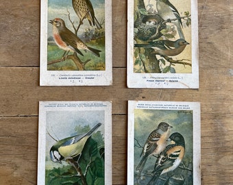 Vintage Set of 4 French Bird Illustration Post Cards