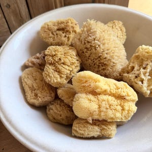 May include: A collection of natural sea sponges in various shapes and sizes, displayed in a white ceramic bowl. The sponges range in color from light beige to golden yellow, with a textured, porous appearance. The bowl sits on a wooden surface.