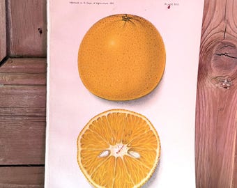 Dept of Agriculture 1913 Yearbook Illustration Oranges