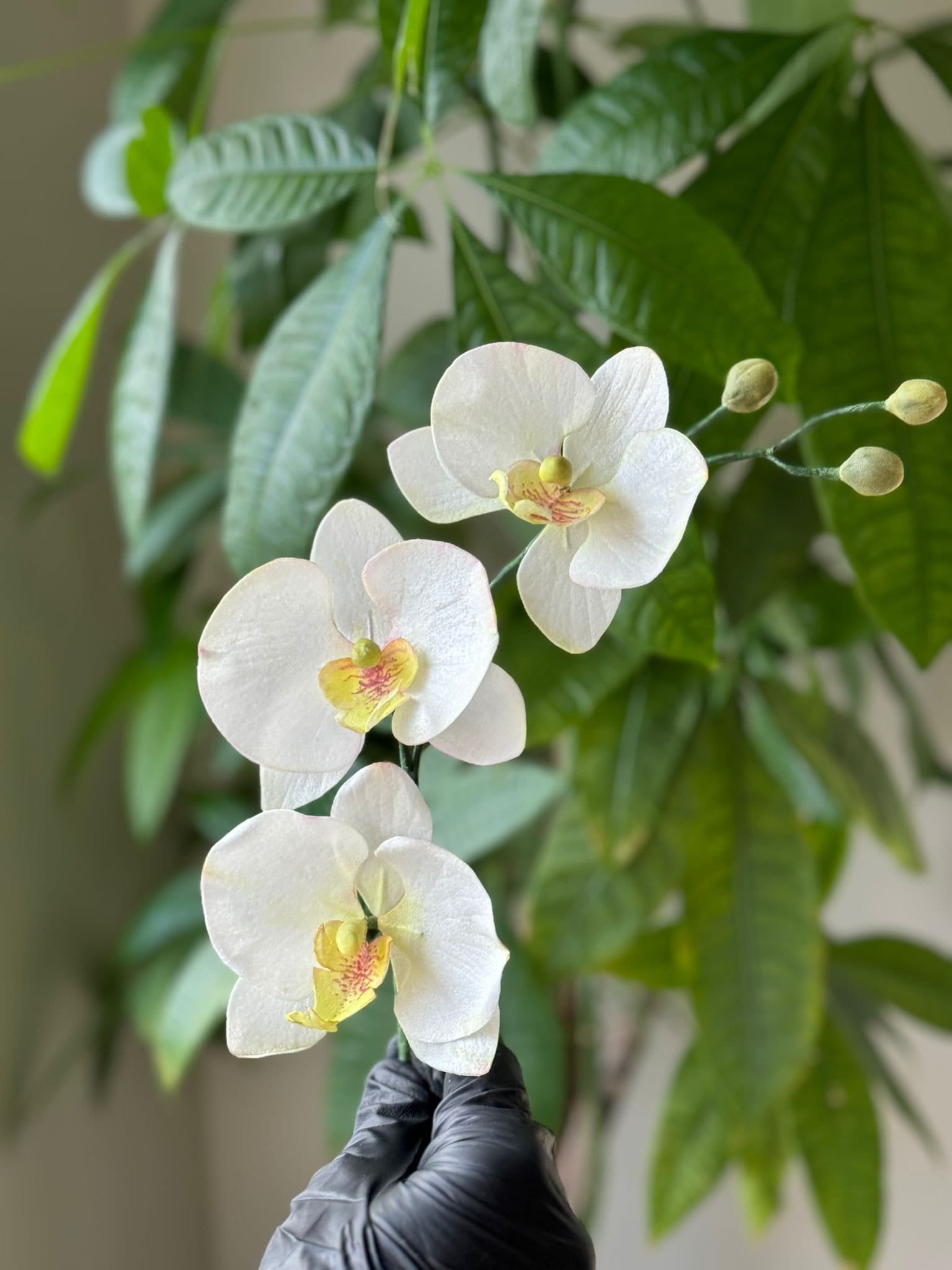 wafer paper orchid